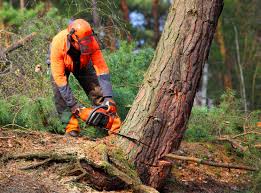 Why Choose Our Tree Removal Services in Pinetop Country Clu, AZ?