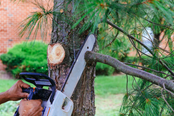 Best Tree Removal  in Pinetop Country Clu, AZ